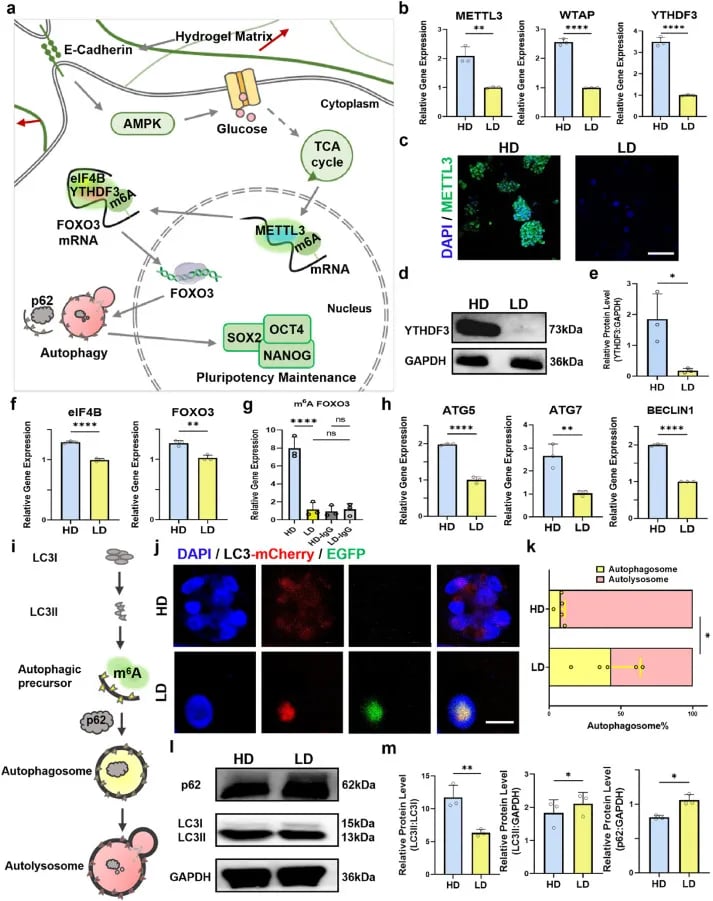 E-钙黏蛋白-AMPK-FOXO3自噬轴分子生物学验证