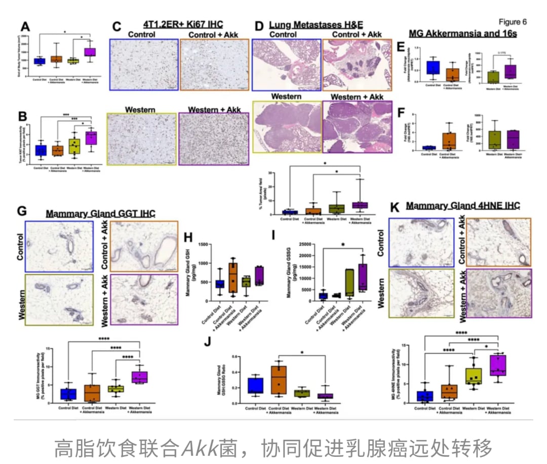 小鼠原发肿瘤体积及肺转移病理切片对比