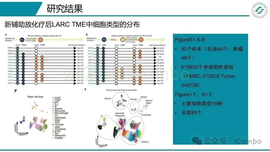 IFNγ刺激下内皮细胞激活CD8+T细胞的功能实验