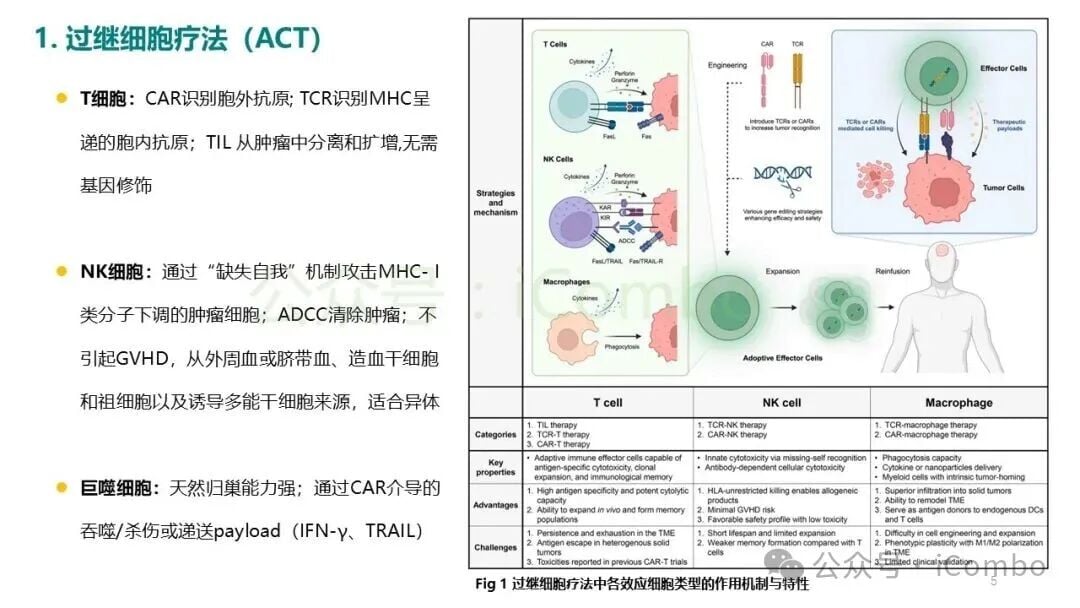 实体瘤细胞免疫治疗的脱靶毒性与安全性考量