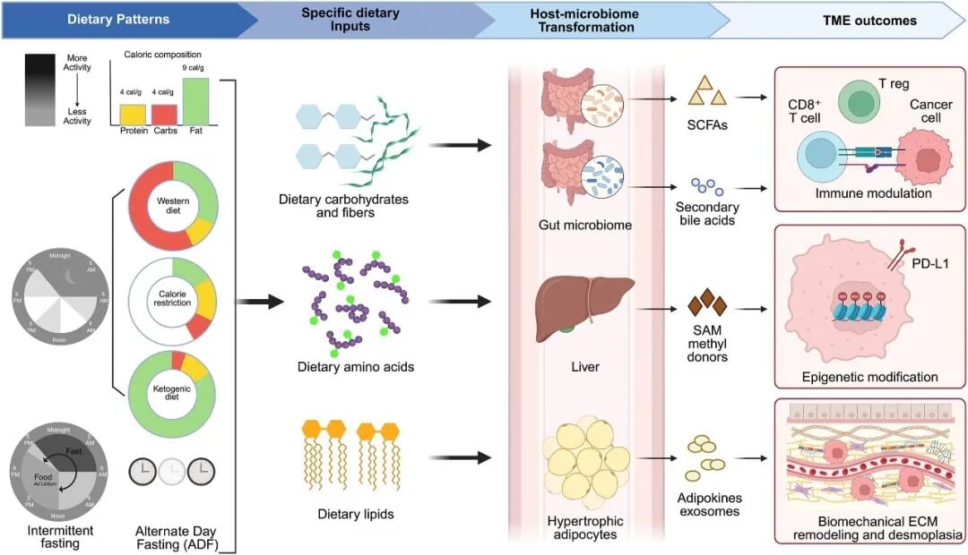 膳食摄入与宿主-肿瘤代谢界面的系统生物学调控网络