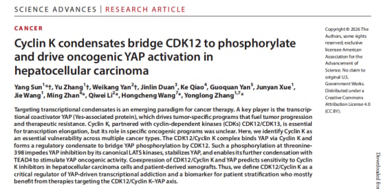 CDK12与Cyclin K驱动肝癌YAP激活机制示意图