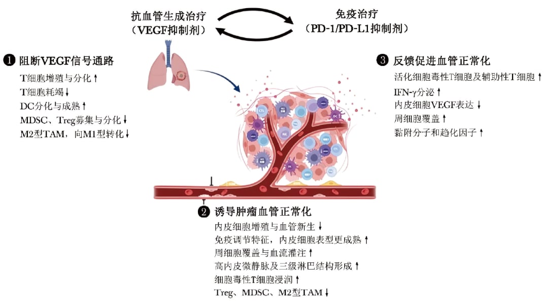 抗血管生成联合免疫治疗在非小细胞肺癌中的协同机制示意图