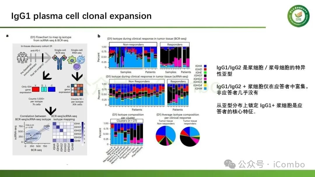 NY-ESO-1特异性IgG1抗体与CD8⁺T细胞释放IFNγ的协同效应