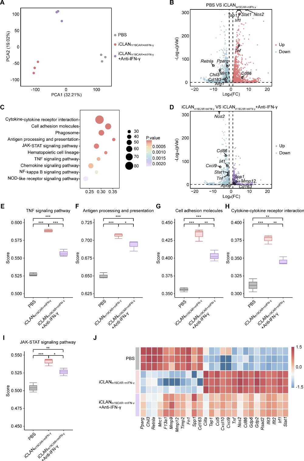 RNA-seq揭示IFN-γ依赖性转录重编程机制