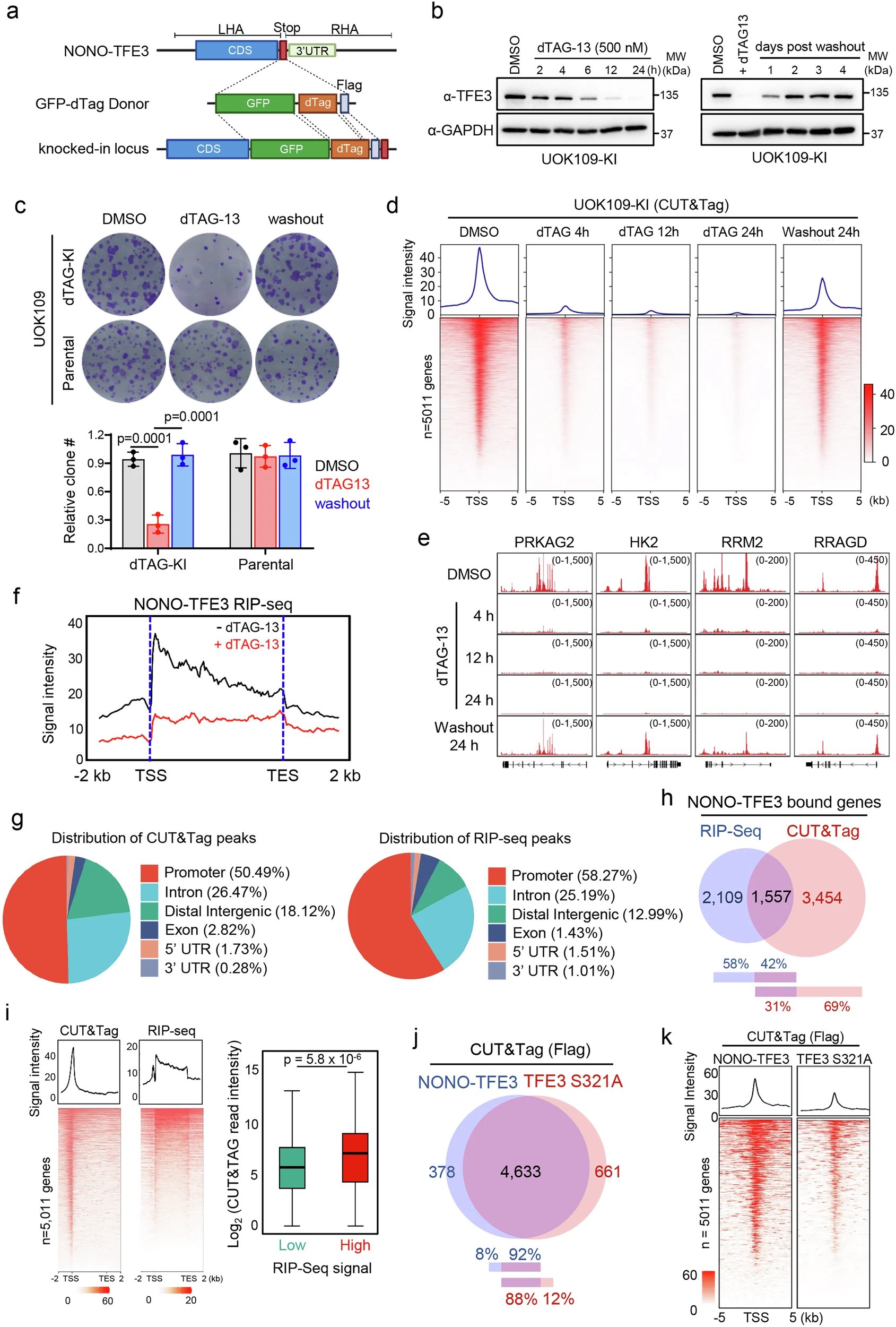 易位性肾细胞癌治疗新曙光:科学家成功瓦解TFE3融合蛋白驱动的肿瘤“指挥部” 1 1761059127055_1938376.webp