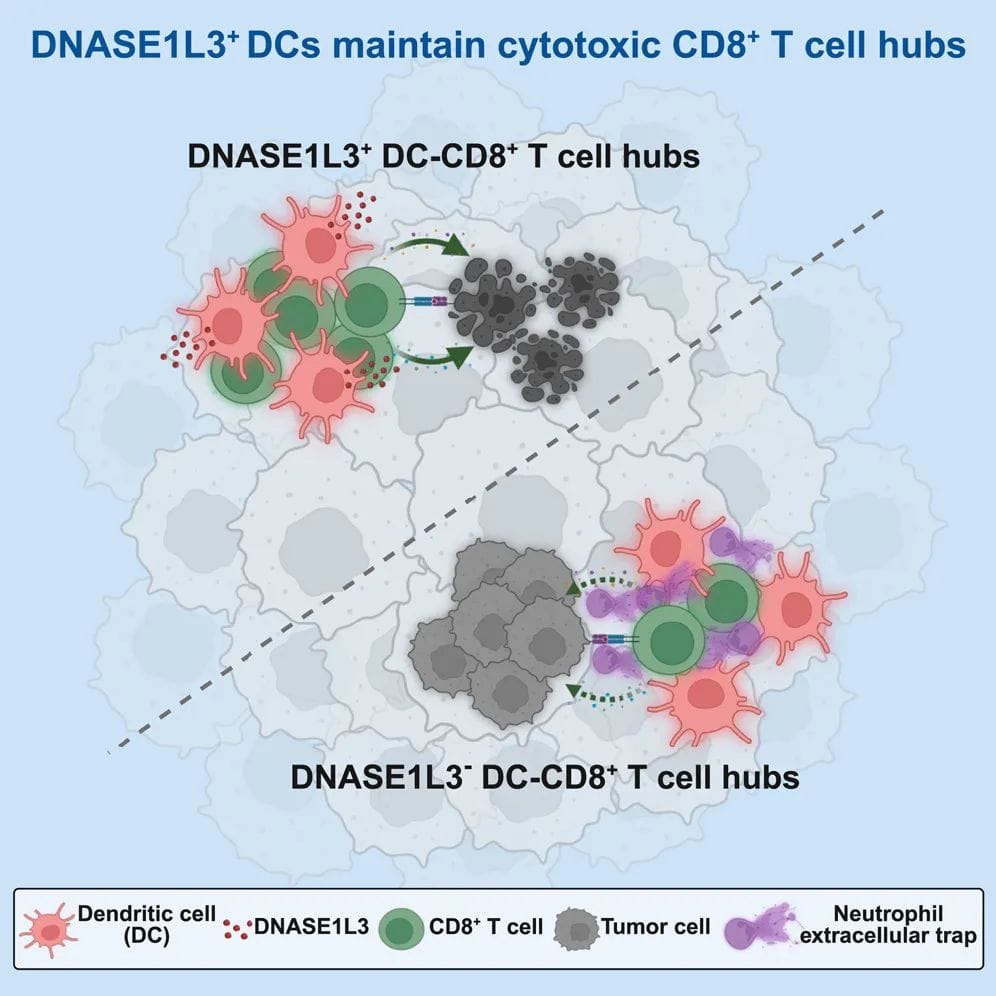 癌症免疫治疗新突破:新靶点DNASE1L3如何增强PD-1/PD-L1疗效? 2 图片