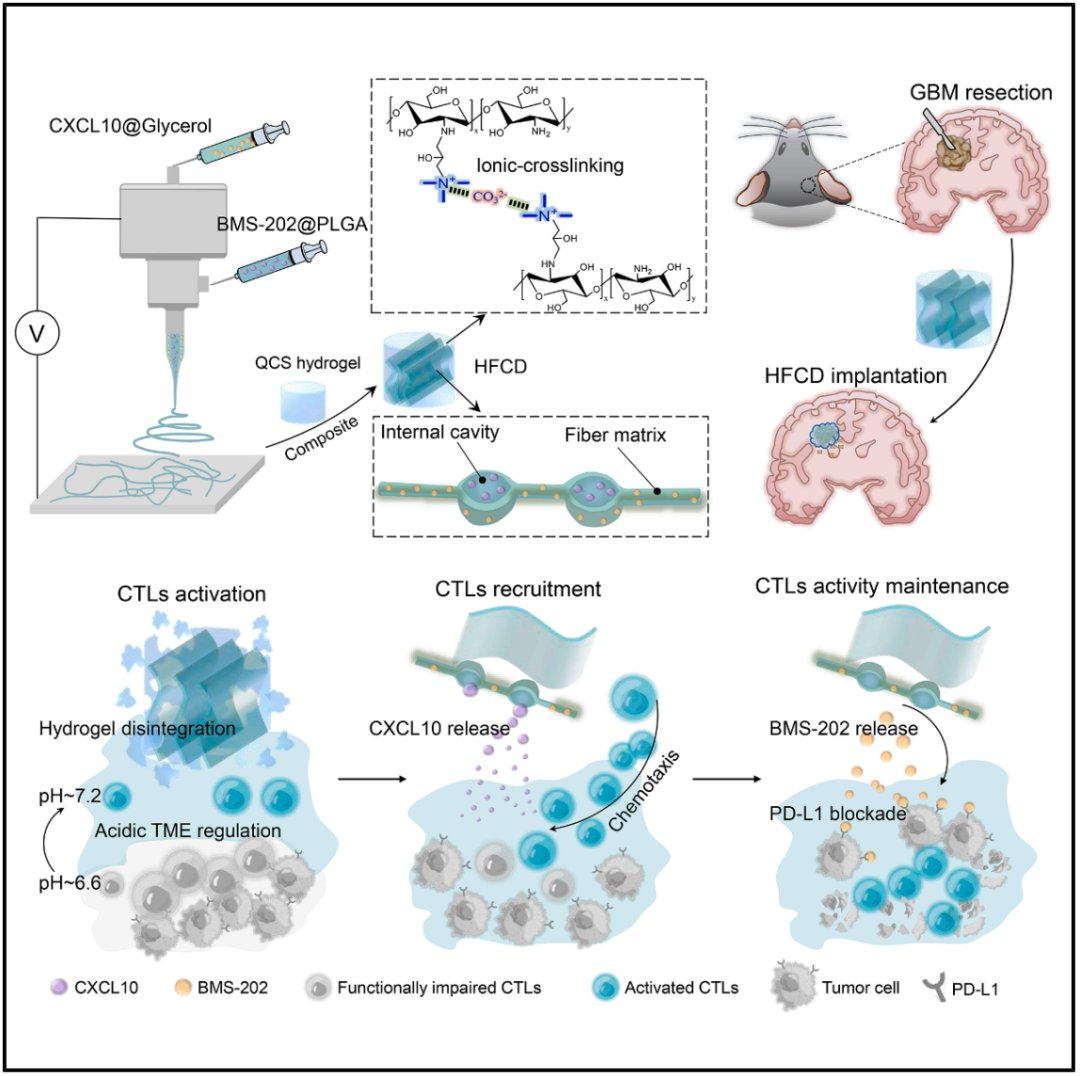 胶质母细胞瘤复发新突破:新型复合设备激活免疫,显著延长生存期 2 0776dabd39564e4c802c7161104e54bc-mAxWFYk
