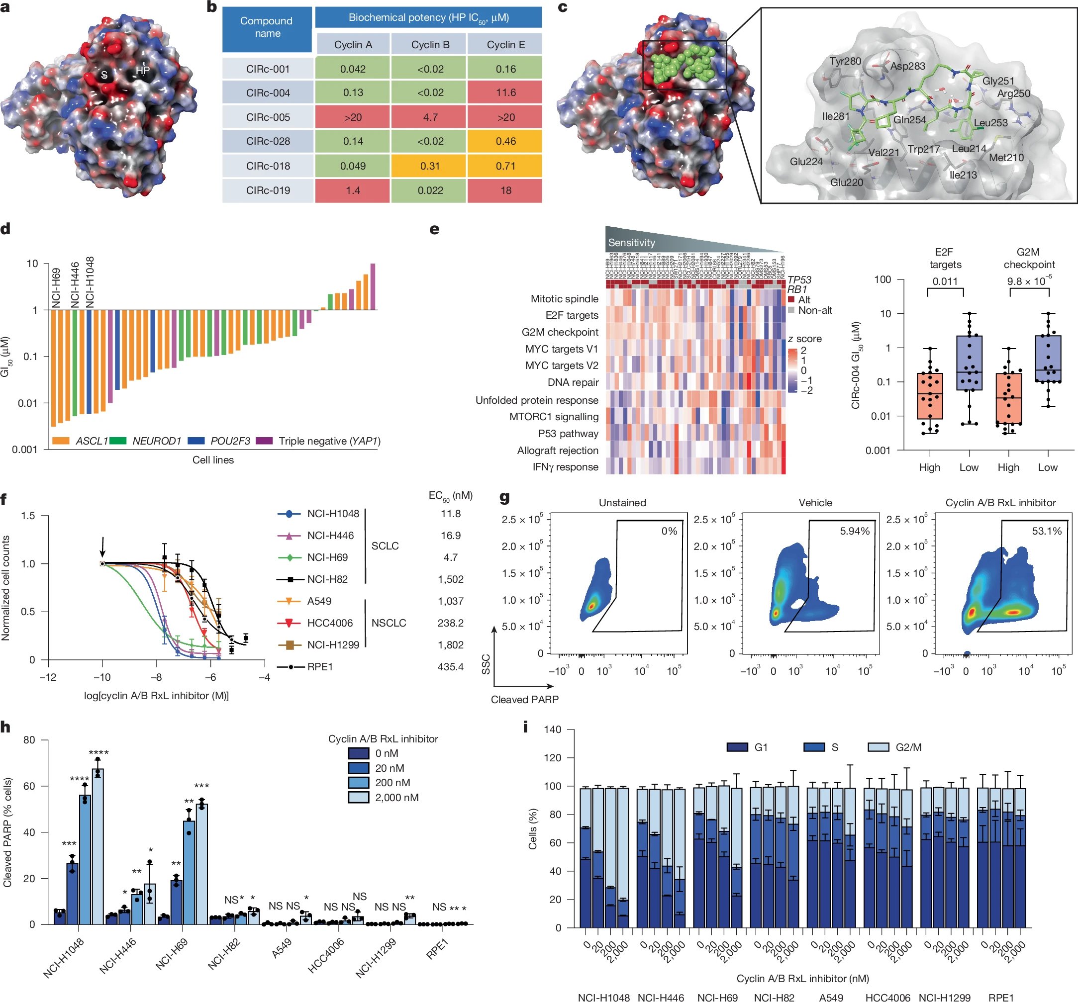 小细胞肺癌治疗新策略:Nature揭示新型细胞周期抑制剂的突破性进展 1 1755779145852_1938376.webp
