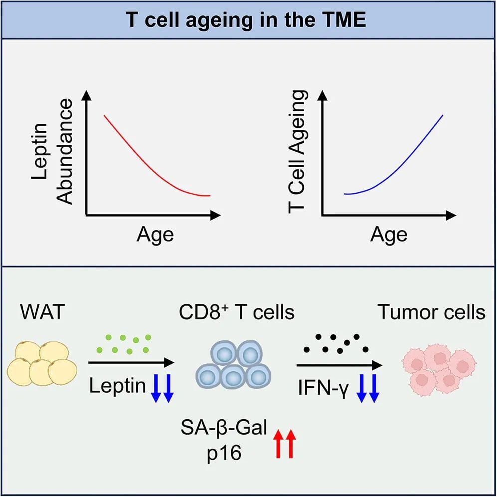 瘦素与癌症免疫:揭秘脂肪如何影响老年抗肿瘤T细胞功能 2 786620f969c34652931d96319bcebd07-UfkDFwH