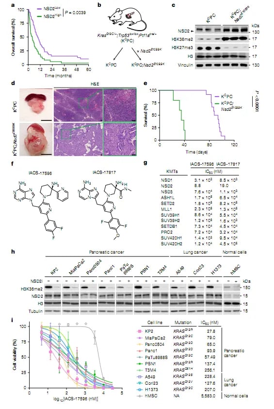 Nature杂志8月重磅研究:肺癌、胰腺癌、阿尔兹海默病等疾病治疗新希望与机制揭示 2 1756124232216_1938376.webp