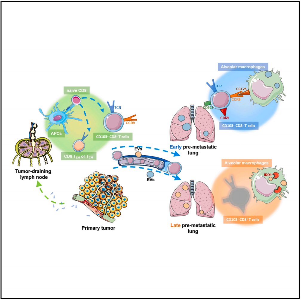 突破性研究:揭示CD8+T细胞如何远程抑制乳腺癌肺转移,为癌症免疫治疗带来新希望 2 e3f1c6339dfb46f5862c5cc9fbaee4dd-NFfQcL0