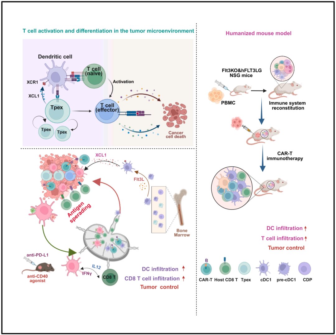 CAR-T治疗实体瘤新突破:Flt3L与XCL1工程化T细胞激活免疫反应 2 e8bc1ae58e614c489058ffe761f42d5d-wLx1gHw