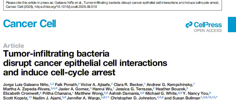 结直肠癌化疗耐药新机制:肿瘤细菌竟通过“物理挤压”让癌细胞休眠 1 图片