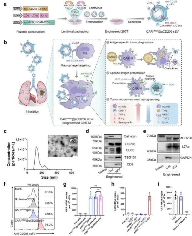 肺转移癌治疗新突破:吸入式CAR-M疗法可原位“改造”免疫细胞抗癌 1 85f79ce8b67e44cb9e0e58d0d6186590-fVM3DGe