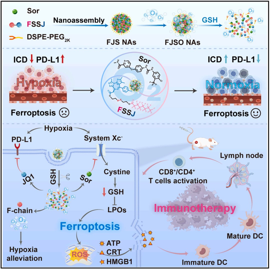 铁死亡+免疫治疗新策略:索拉非尼纳米药物显著缓解肿瘤缺氧,提升实体瘤治疗效果 2 7288b91bafa2426389932b765493a4c2-ijrnP16