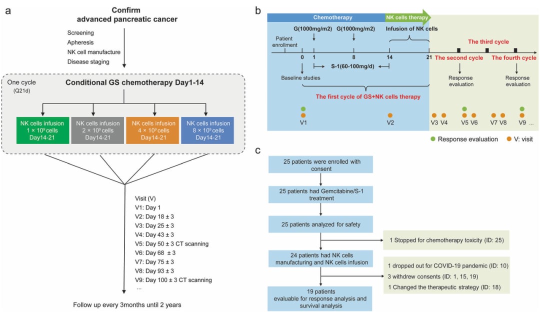 异体NK细胞疗法联合吉西他滨与S-1:晚期胰腺癌治疗新希望与免疫机制深度解析 2 62e21d4e103249dcbed3359898ddd7e3-sT5UwSV