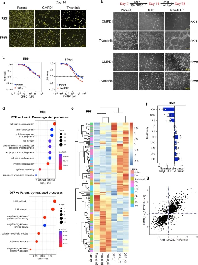 胶质母细胞瘤复发“密码”破解:靶向PRDM9和胆固醇,新型疗法延长生存期 2 1765812102271_1938376.webp