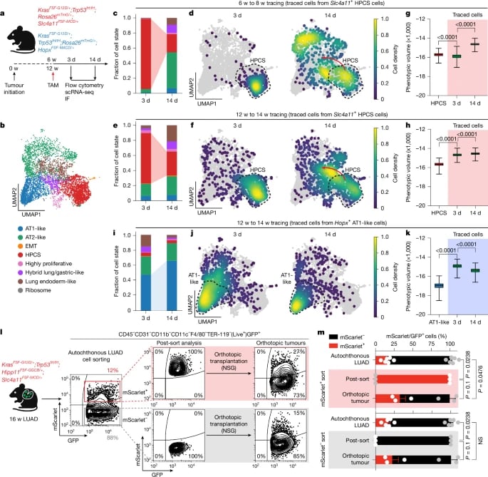 破解癌症耐药复发关键!《Nature》揭秘“变形细胞”HPCS,肺癌治疗新希望 2 1769095256423_1938376.webp