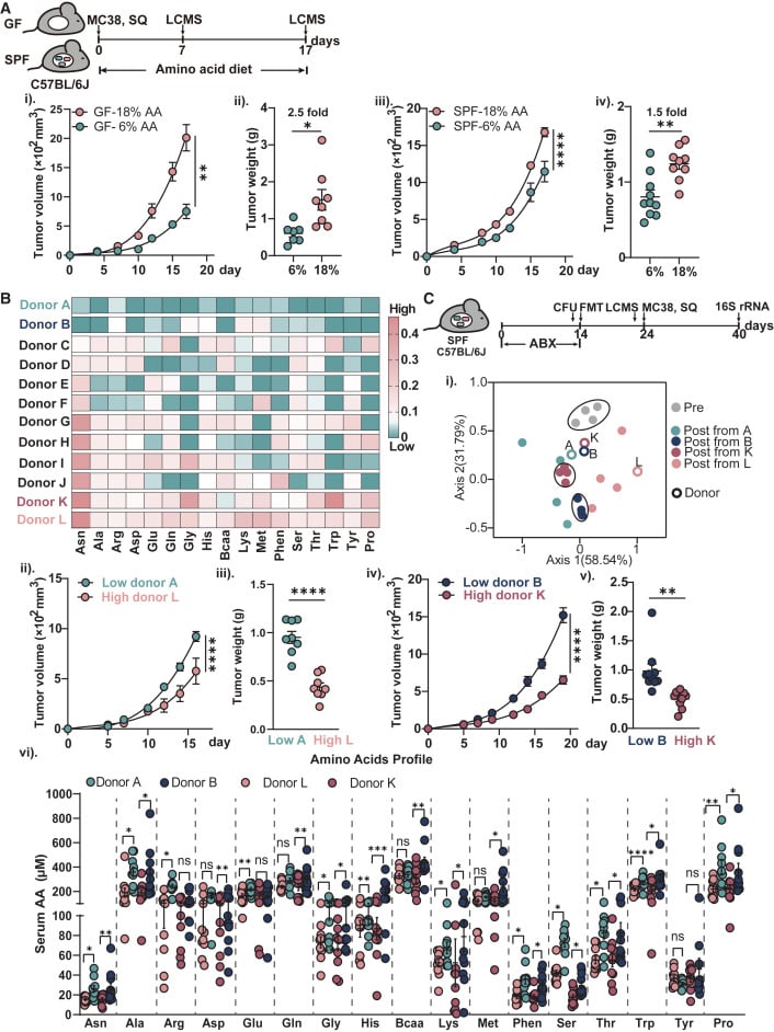 肠道菌群“偷吃”天冬酰胺,竟影响癌症免疫治疗?结直肠癌新发现与个性化饮食疗法 1 肠道菌群对肠道氨基酸消耗影响癌症进展与免疫力的关系图