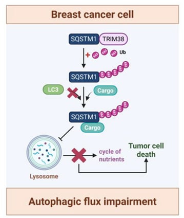 TRIM38抑制乳腺癌进展新机制揭秘:自噬调控与潜在治疗靶点深度解析 2 20822994758041b0880748e4326184e1-GkM8qBY