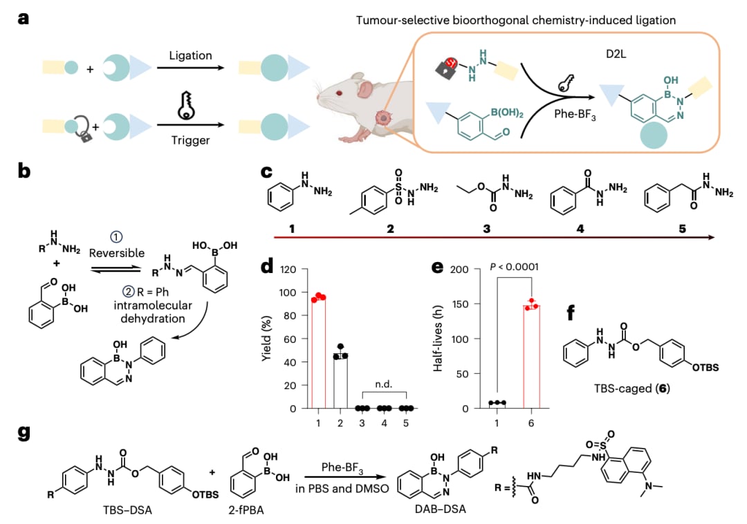 癌症精准治疗新突破:北大D2L策略,肿瘤原位合成PROTAC,T细胞活性飙升,告别脱靶毒性 2 394443a577cf4058ad5fbcad23c2eb62-TgIlzNZ