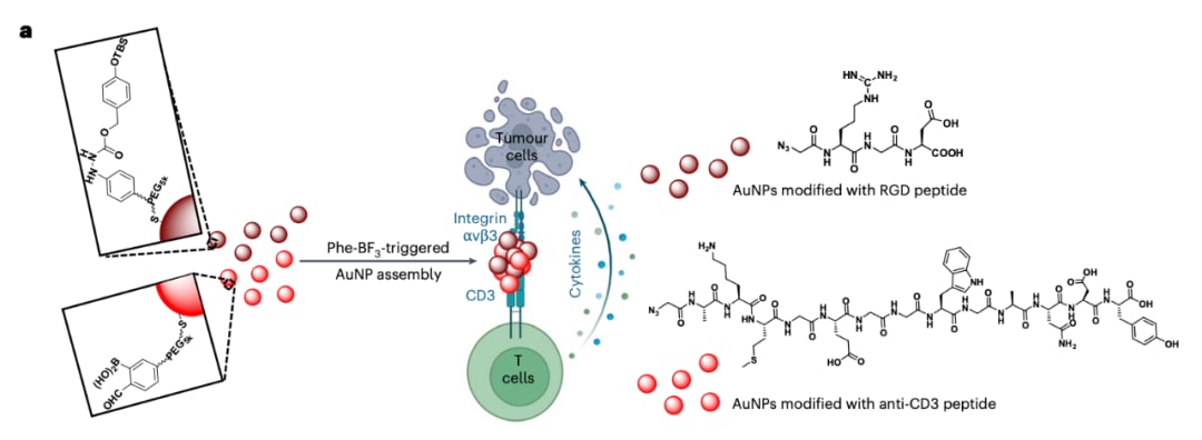 癌症精准治疗新突破:北大D2L策略,肿瘤原位合成PROTAC,T细胞活性飙升,告别脱靶毒性 3 9886c9e7aeb045809261e1aa2cb80b34-dD3zUdo