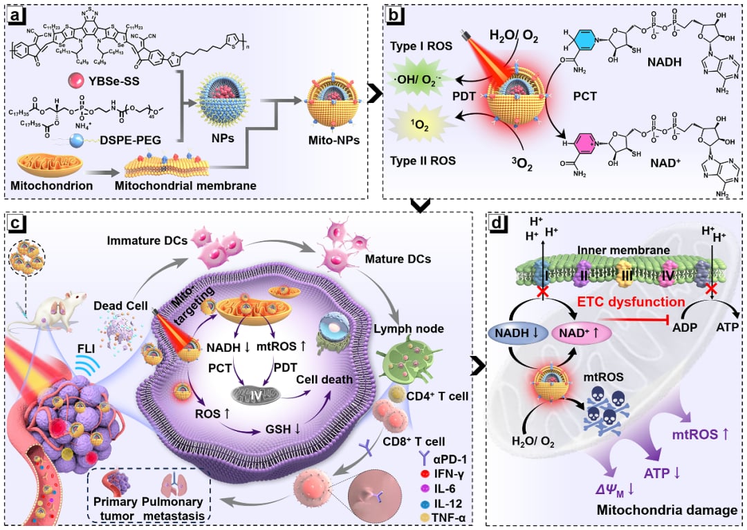 突破性进展:近红外光催化疗法为缺氧实体瘤及骨肉瘤治疗开辟新途径 2 d8a84d170a444afa38fb62d93-y8mHqsB