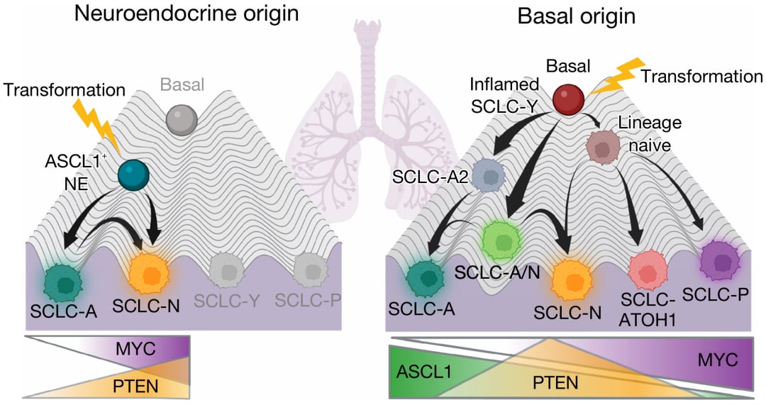 颠覆认知!Nature重磅研究揭示小细胞肺癌(SCLC)真正起源,治疗新希望? 2 0bdb28872bc8681b4151cee75271c38-v4MmR4R