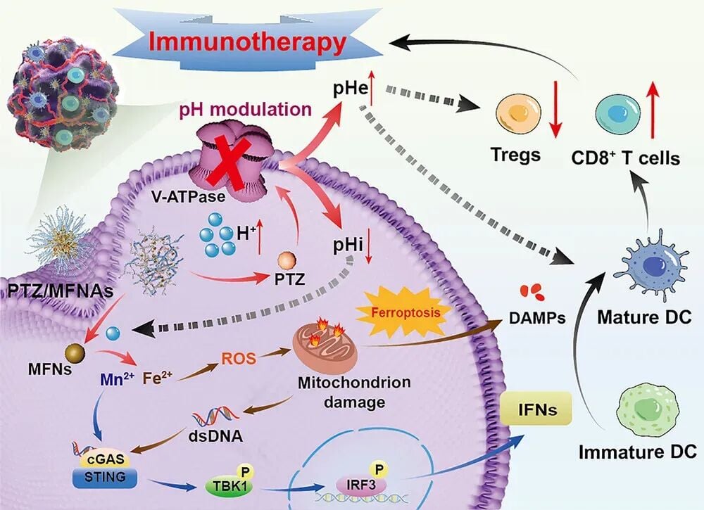 克服免疫抑制:泮托拉唑纳米复合系统如何重塑肿瘤微环境,增强癌症免疫治疗效果? 2 34bc4ba48efa45e7b56c90438eedd7b0-0mM8AEc