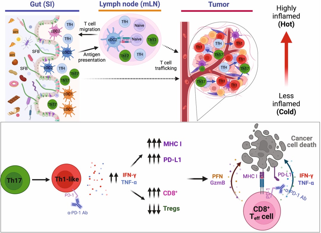 肠道细菌竟是抗癌“特种兵”?《Nature》重磅:分段丝状细菌如何让PD-1免疫治疗效果翻倍? 2 c428617c79c949408853aa880192928c-ClXzbjg