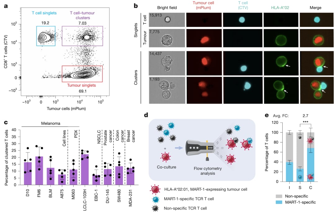 黑色素瘤免疫治疗新突破:Nature揭示高效肿瘤反应性T细胞的精准捕获与应用潜力 2 35ab13bce45b46cf8ffba7ab73930018-tf6Al7o