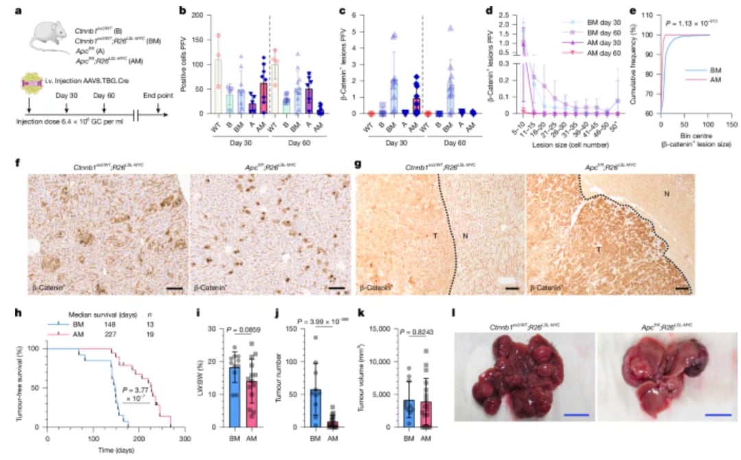 肝细胞癌CTNNB1突变型治疗新思路:WNT与mTOR通路机制深度解析与未来靶点 2 b8a59ea8ddde4e58ae831189f5e7c515-xFVprMZ