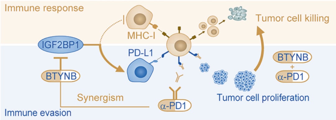 卵巢癌“免疫冷肿瘤”如何变热?IGF2BP1抑制剂联合PD-1阻断剂的最新研究与治疗潜力 2 d21130e6f6154071ad9ec12f294c11ea-q9OJpc2