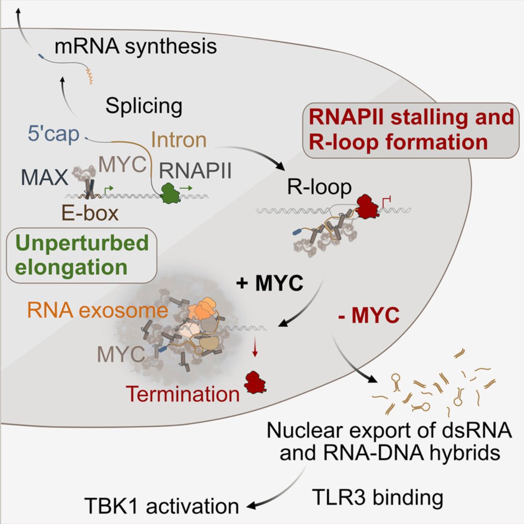 肿瘤为何难缠?《Cell》重磅揭示MYC癌蛋白“蒙蔽”免疫系统新机制 2 e79331ce040942e2a6e0e3c519805f7b-zsynh57
