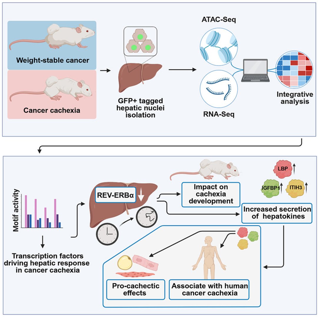 癌症患者暴瘦元凶新发现:肝脏竟是恶病质“放大器”?《Cell》重磅研究揭示深层机制与治疗前景 2 187cc108a1b643e9979cefeba8de4ab6-VwRZblo