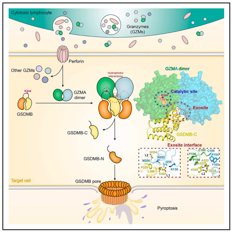 颠覆传统!中科院团队揭示免疫细胞“自杀式”杀癌新机制,为肿瘤治疗带来希望 2 2aac7545a95c43ab83d4d385bdd88450-rgwEbCa