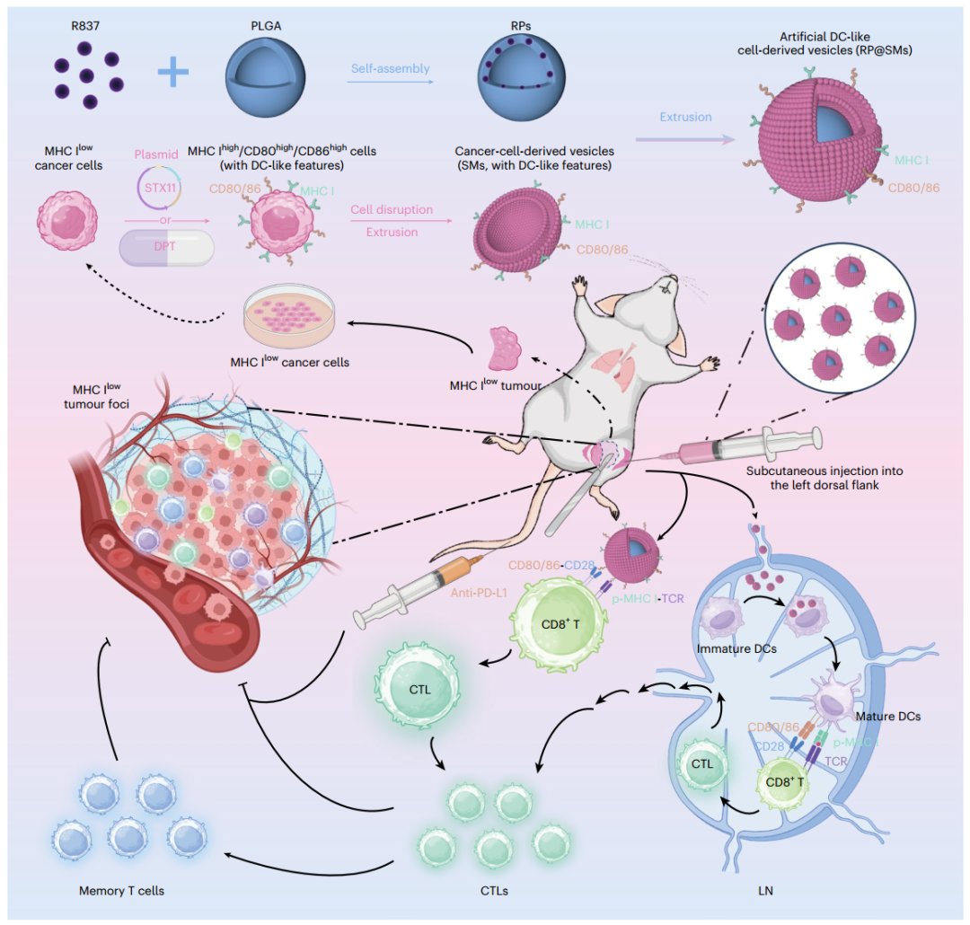中国药科大学新进展:‘肿瘤细胞幽灵’个性化疫苗,能否终结术后癌症复发? 2 图片