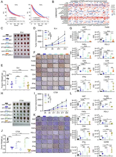 多发性骨髓瘤免疫治疗遇瓶颈?浙江大学新研究揭示FAPα⁺巨噬细胞,有望破解PD-L1耐药,提升疗效! 2 FAPα抑制增强PD-1/PD-L1免疫疗法在多发性骨髓瘤及多种肿瘤中的治疗效果示意图
