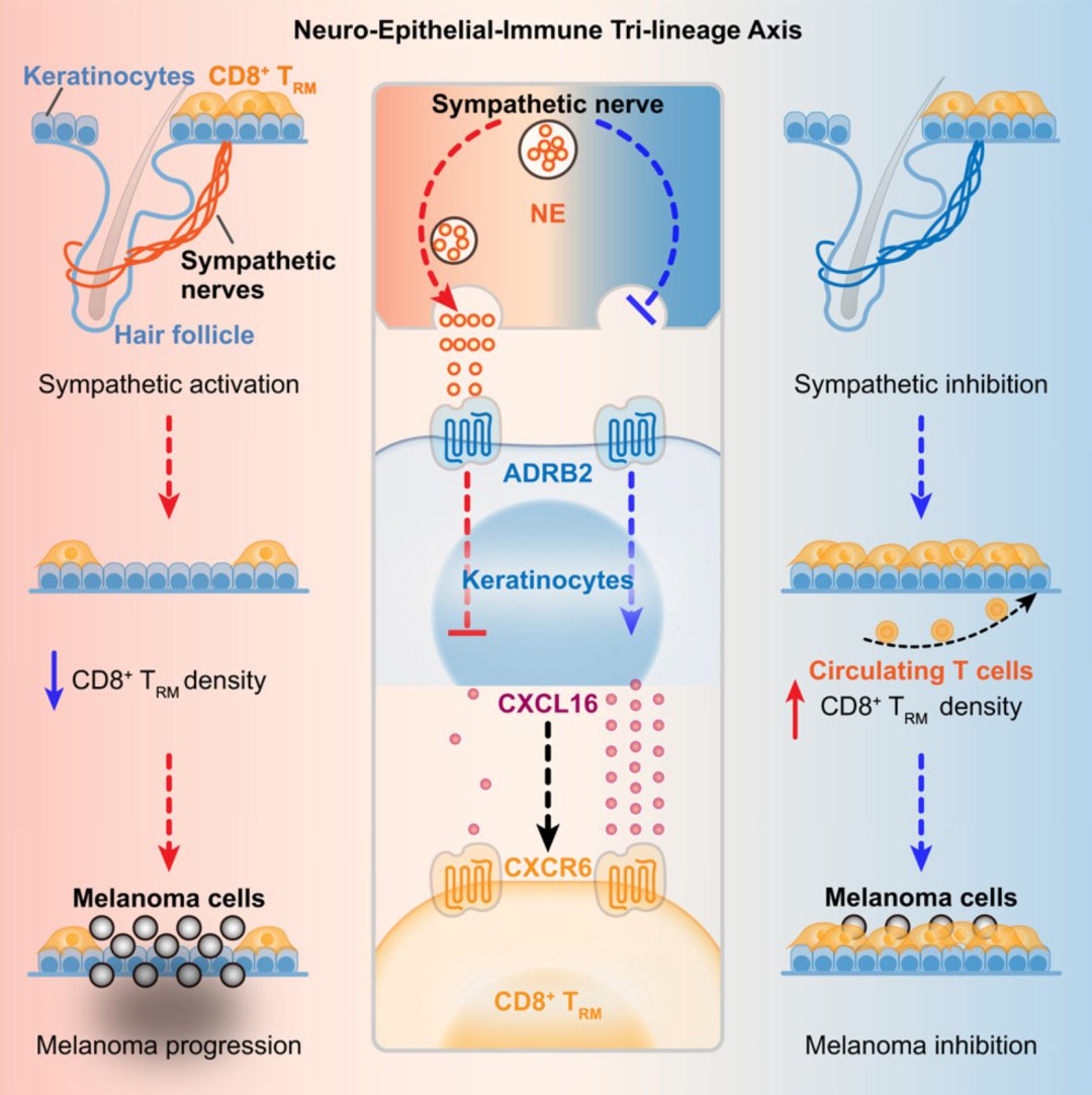 皮肤抗癌新希望:西湖大学《Cell》揭示免疫“哨兵”新机制,或影响癌症治疗 2 43f3524a8d2d430091ec15e76a5cdff0-3iJWaMs
