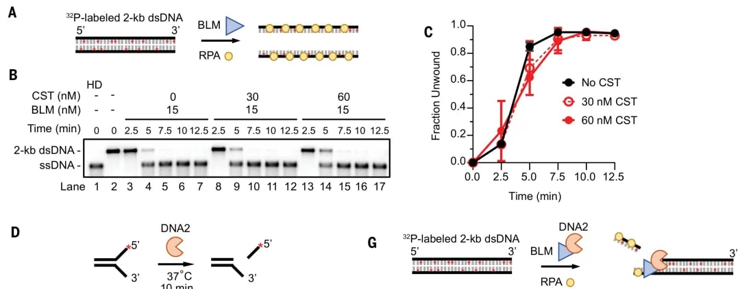 直击癌症耐药新希望:CST复合体如何调控DNA修复,为BRCA1突变患者带来治疗新机 2 图片