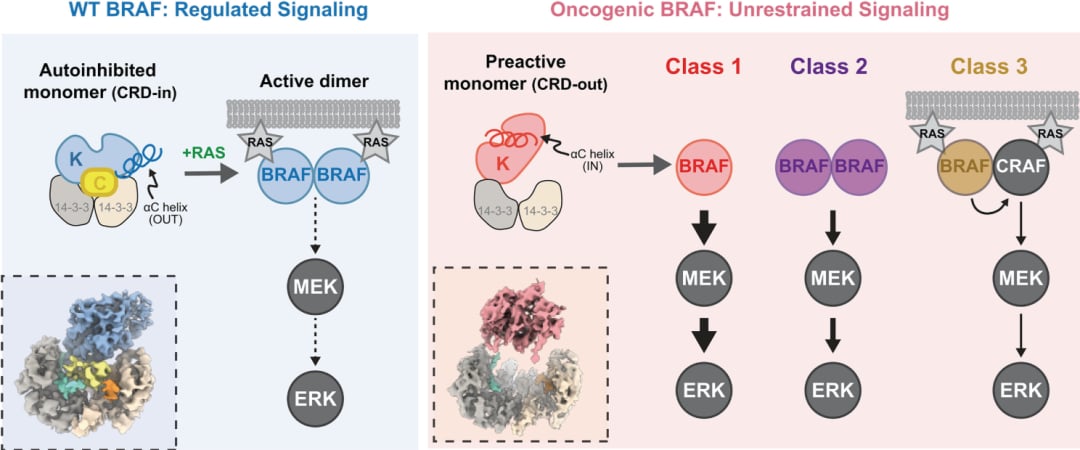 癌症“癌变开关”新突破:《Science》揭示BRAF突变机制,靶向药潜力巨大 2 868d84c427934551a91f679e0398f4eb-2y62dBA