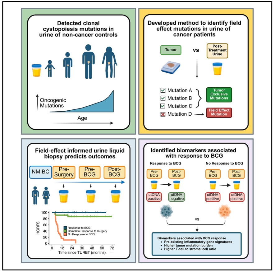 Cell重磅:膀胱癌无创尿液检测革命!告别复发担忧,精准预测疗效 2 8f02c7f29760448db5babc301ed0ec66-K1Eq9Ga