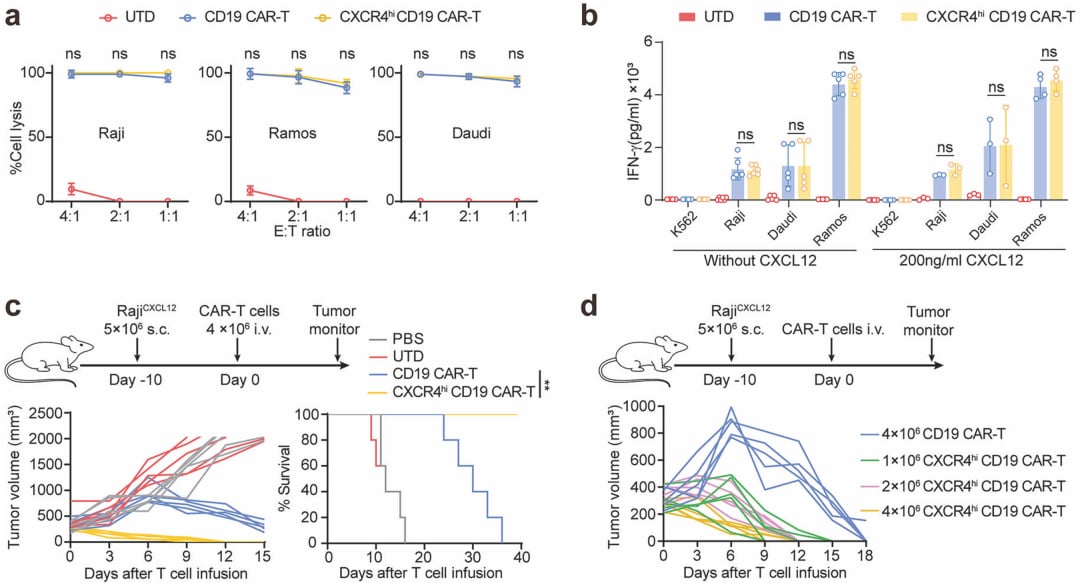 CAR-T细胞治疗新突破:改造CXCR4如何精准打击B细胞恶性肿瘤? 2 a8ddfa6c91f44dd4907fe8def39f8ecc-nXtegSI