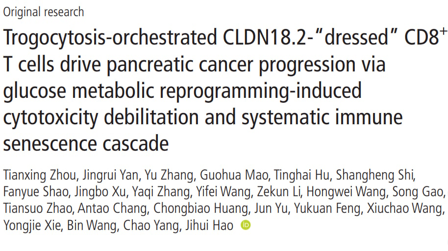 胰腺癌CLDN18.2免疫治疗效果不佳?新研究揭秘“叛变”机制,有望逆转耐药 1 图片