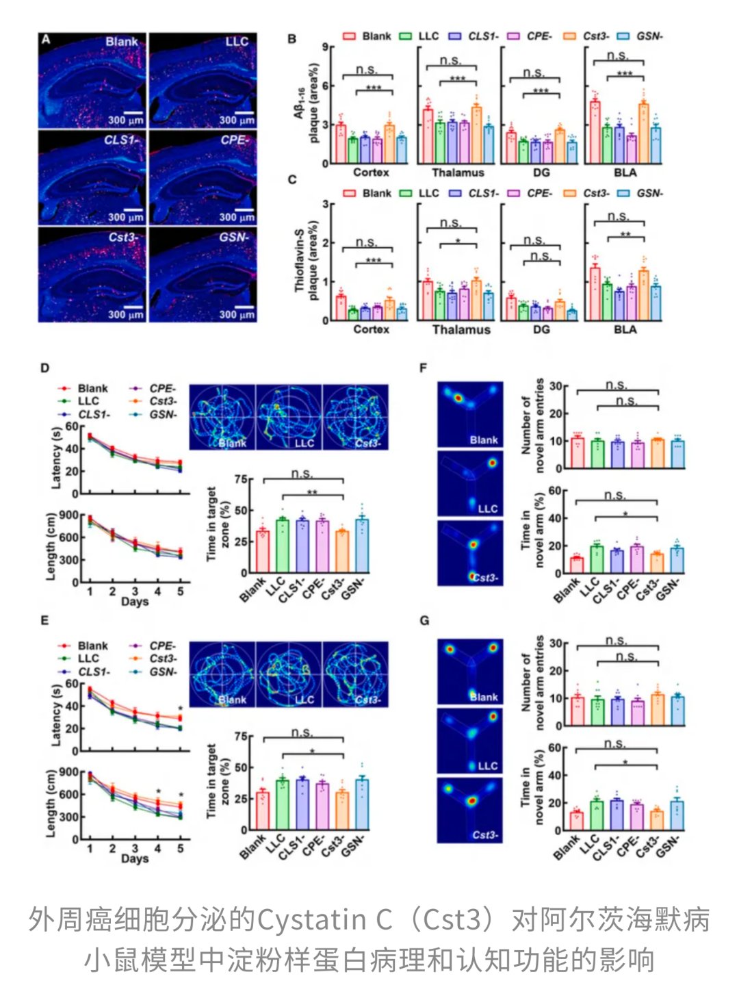 癌症也能“防痴呆”?Cell新研究:肿瘤分泌Cyst-C,有望清除大脑“垃圾”,改善阿尔茨海默病认知! 7 bad0ae2c07684ec39530a7c65bc8d5b8-lfi30zL