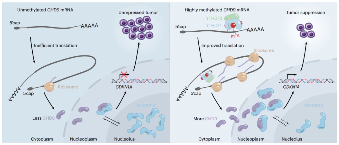 m6A RNA修饰:前列腺癌治疗的精准突破与新希望,南方医科大学揭示CHD9抑癌机制 2 CHD9在m6A修饰下调控肿瘤抑制的模型图