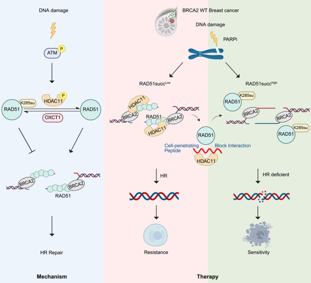 奥拉帕利耐药难题有解?RAD51琥珀酰化揭示癌症治疗新方向 2 RAD51琥珀酰化调控同源重组与PARP抑制剂敏感性的作用模式图