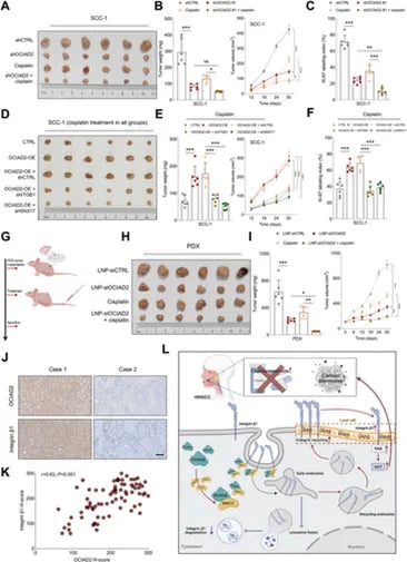 头颈部鳞癌化疗耐药新突破:发现“生存导航仪”OCIAD2,逆转顺铂耐药性 2 抑制OCIAD2可增强HNSCC异种移植和PDX模型对顺铂的敏感性