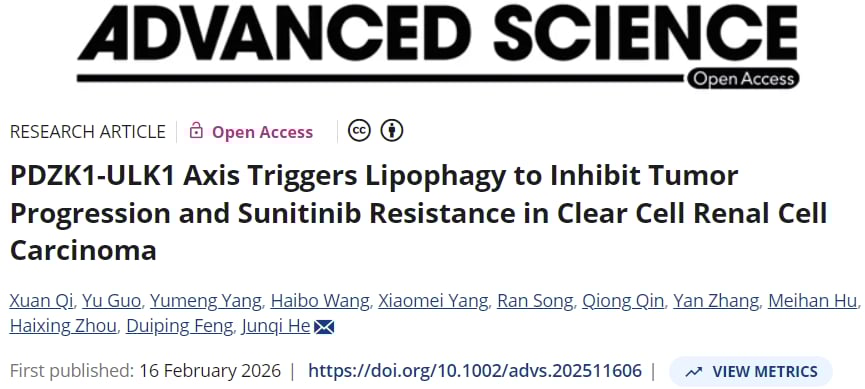 “脂肪开关”ULK1重燃肾癌治疗希望:破解舒尼替尼耐药新策略与生物标志物 1 PDZK1-ULK1轴调控透明细胞肾细胞癌脂滴稳态示意图,提示激活ULK1可克服舒尼替尼耐药